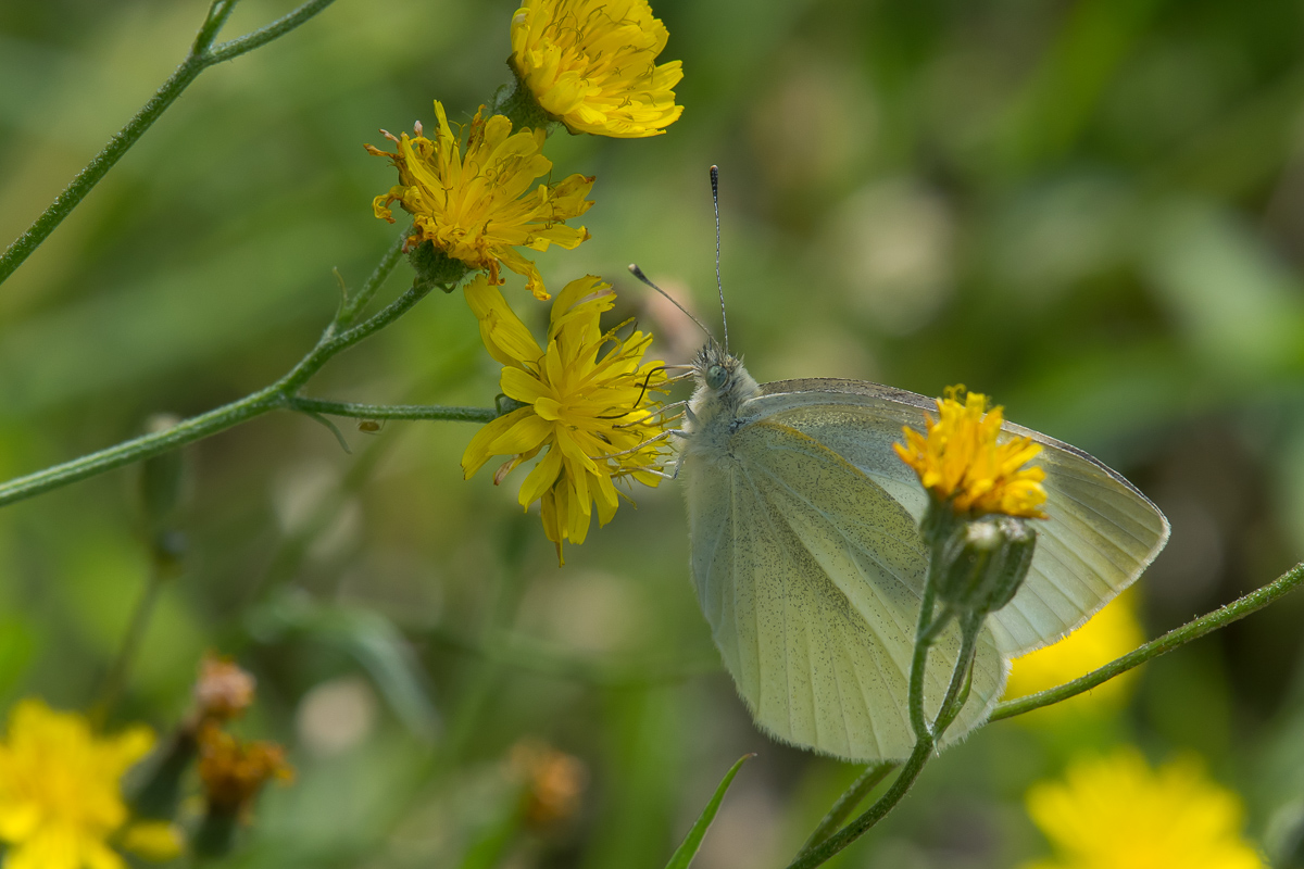 Cabbage White